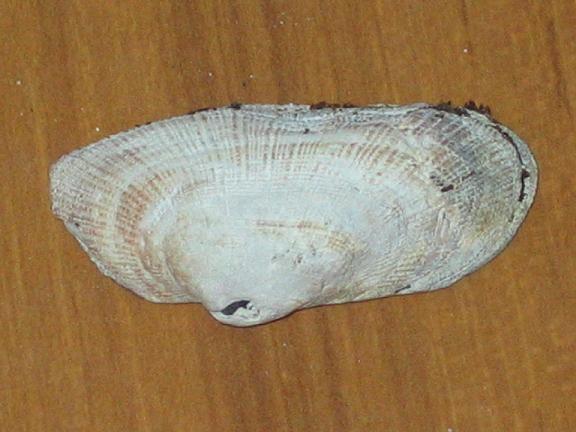 Barbatia barbata